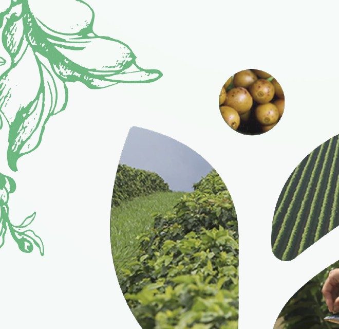 Bioma Café — colheita e cultivo