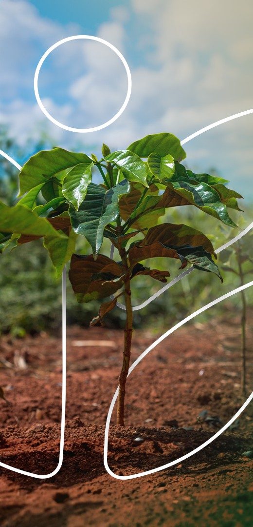 Plantio de mudas de café Bioma