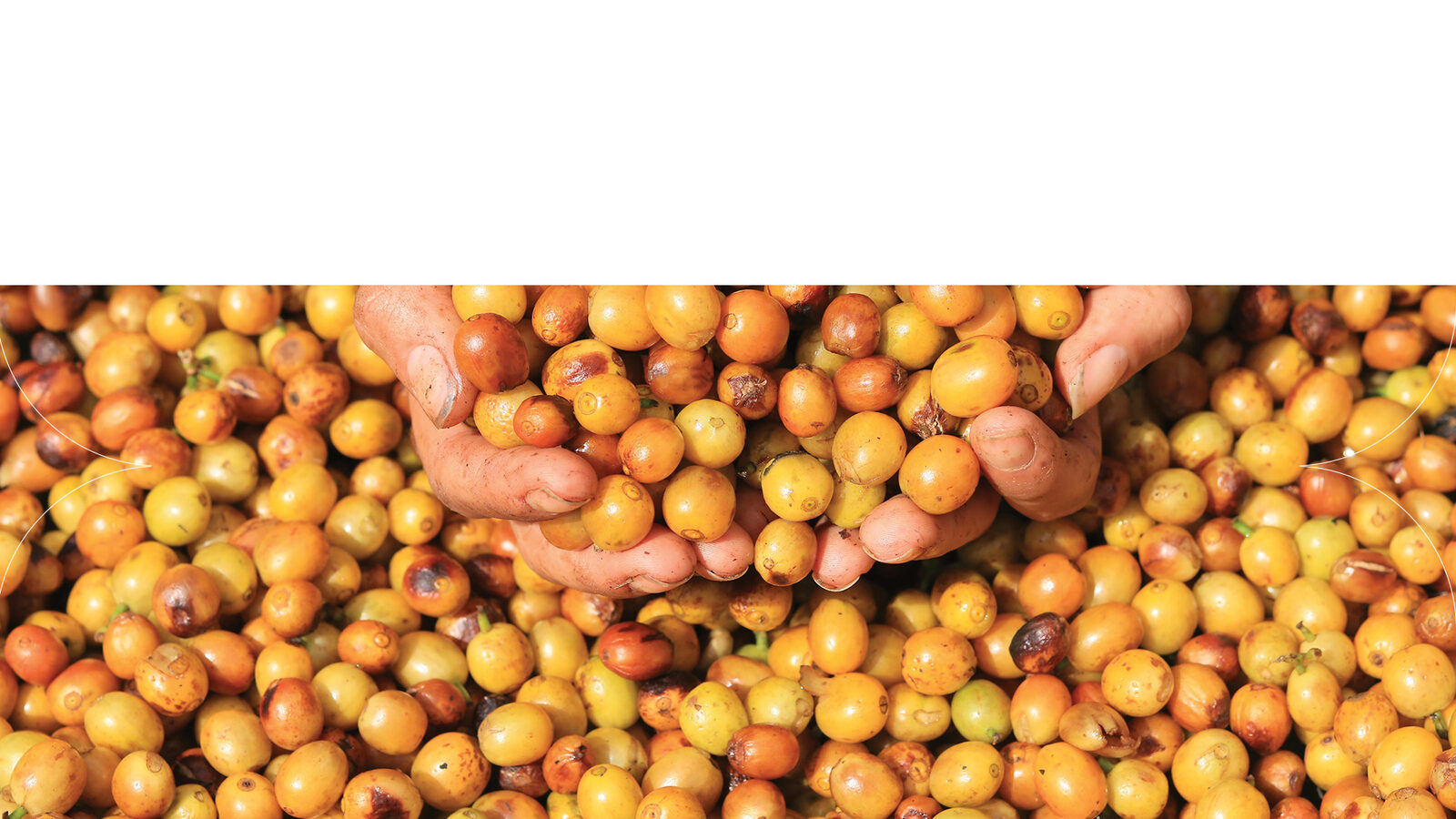 Hand-picked coffee cherries
